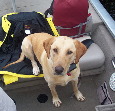 Neo Cavanaugh our Yellow Labrador