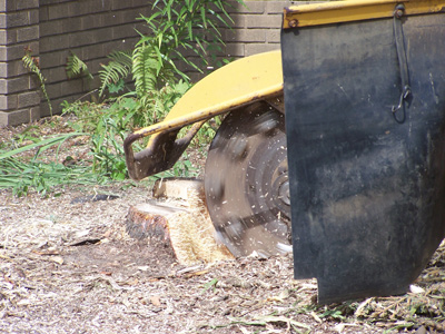 Tree Removal